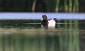 <p>Polák chocholačka (Aythya fuligula) –--- /Tufted duck – Reiherente/</p>